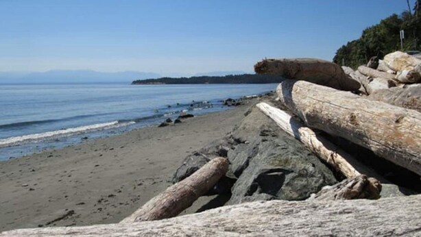 Une plage parsemée de gros troncs d’arbres et de rochers, avec une eau d’un bleu limpide et une étendue de terre visible au loin.