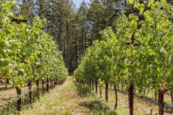 A vineyard with rows of grapevines.