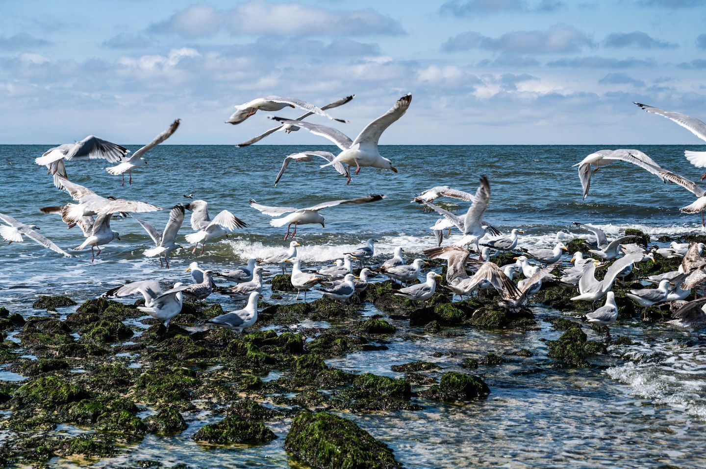 Una costa rocosa con gaviotas y el océano al fondo.
