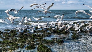 A rocky shoreline with seagulls and the ocean in the background. - Helene - Sylt - Relaxed island life: Cozy vacation apartment in Westerland (Sylt)