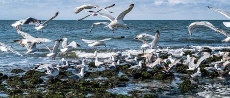 Una costa rocosa con gaviotas y el océano al fondo.