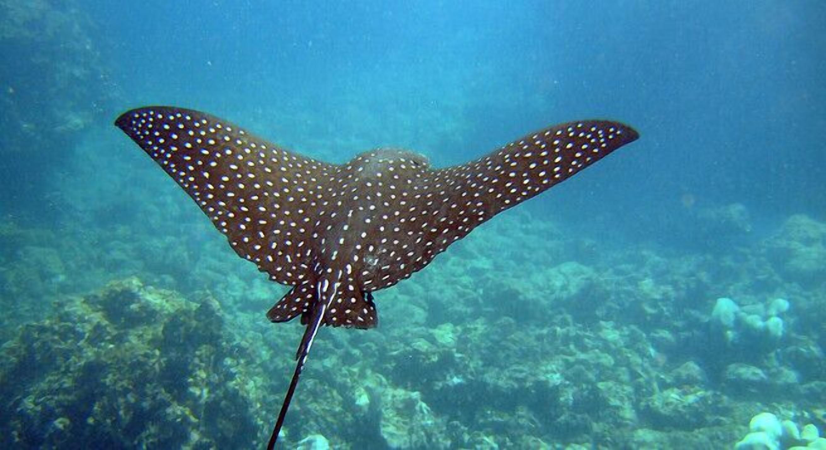 A large fish with a long tail and spotted body swimming in clear water.