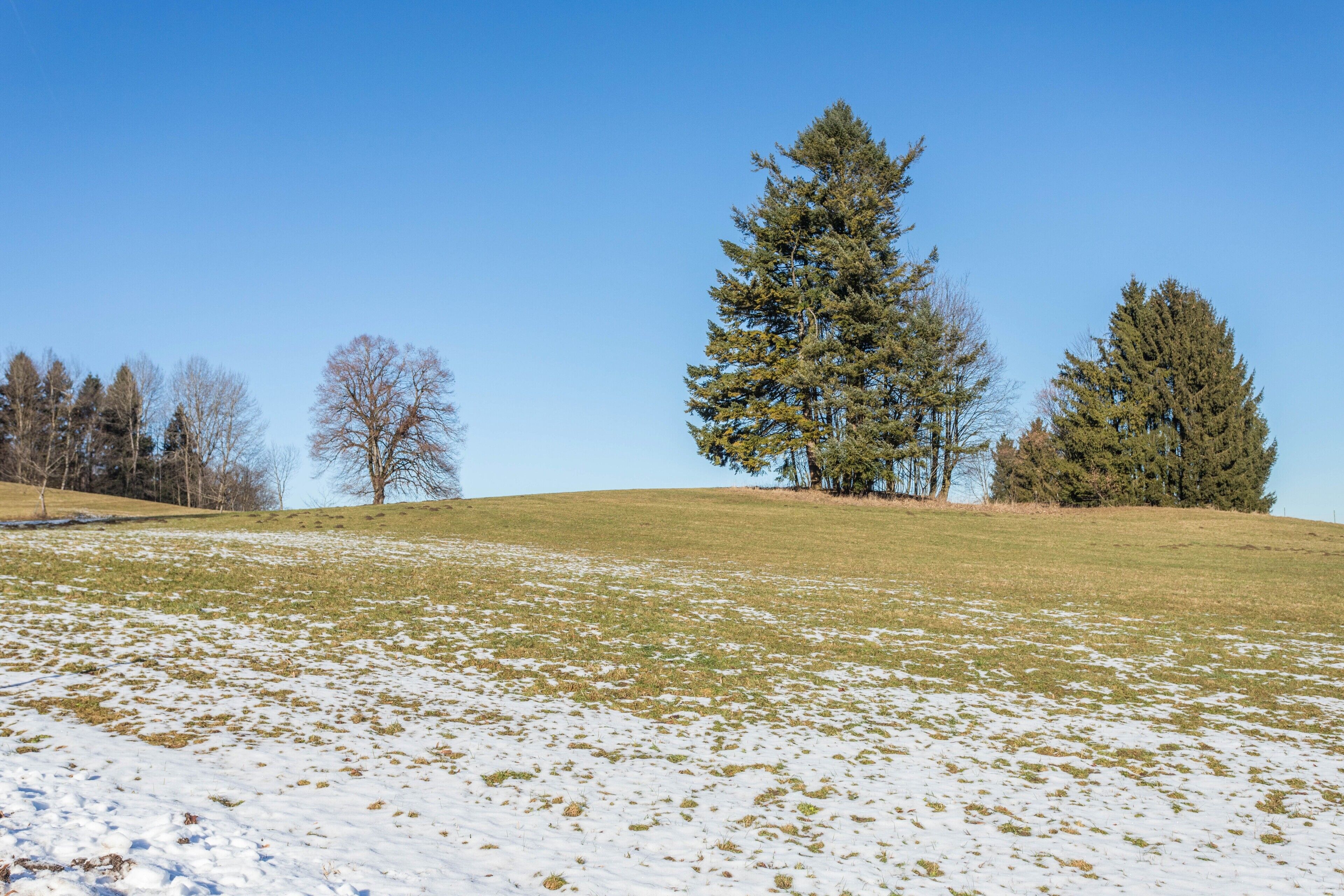 A snow-covered grassy hill with trees.