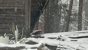 Schneebedeckte Außenlandschaft mit einem Felsenstapel im Vordergrund, Holzgebäuden im Hintergrund und einer Topfpflanze.