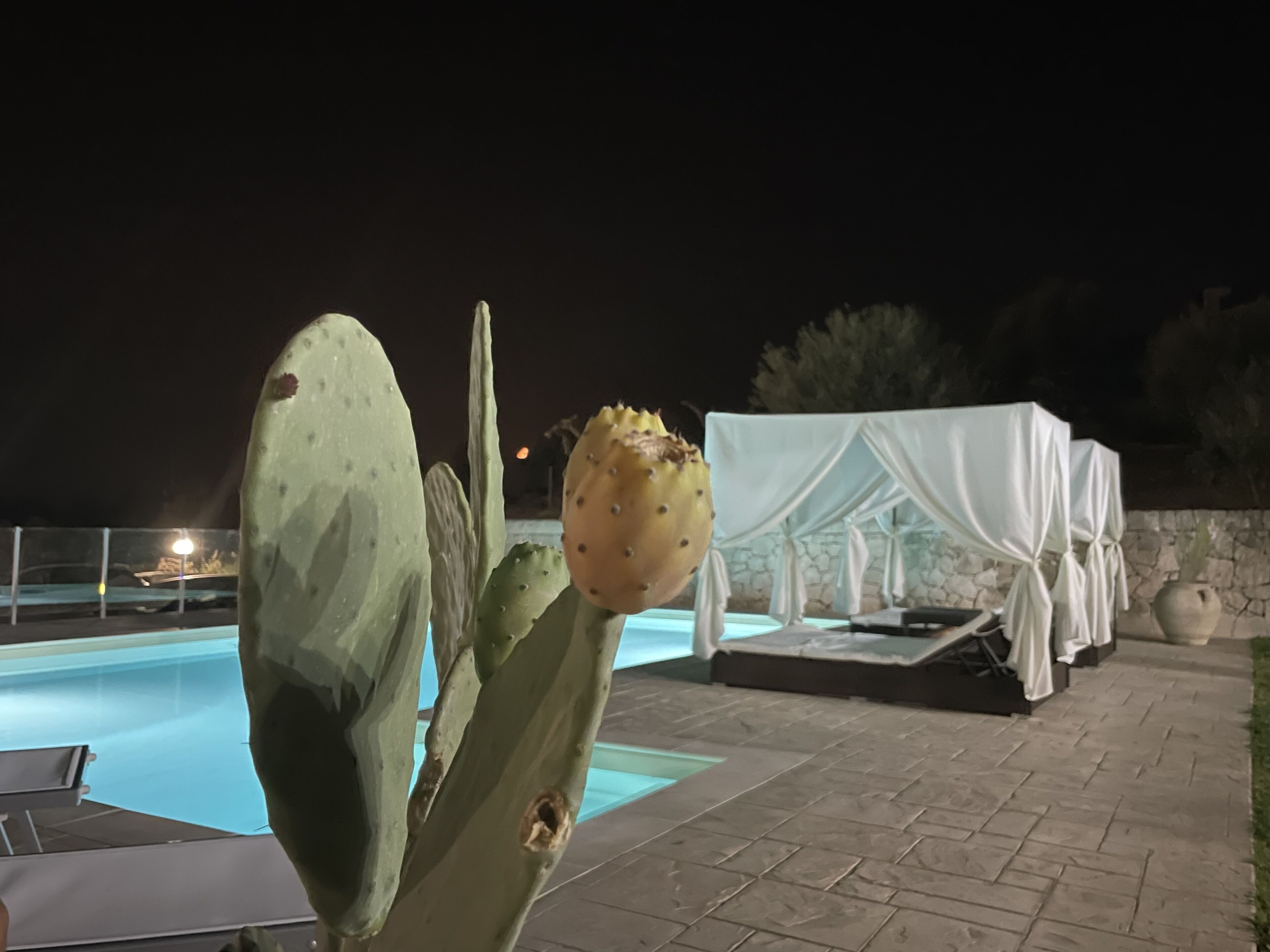 A cactus with a prominent flower in the foreground, a pool in the background, and a covered outdoor seating area with a stone wall.