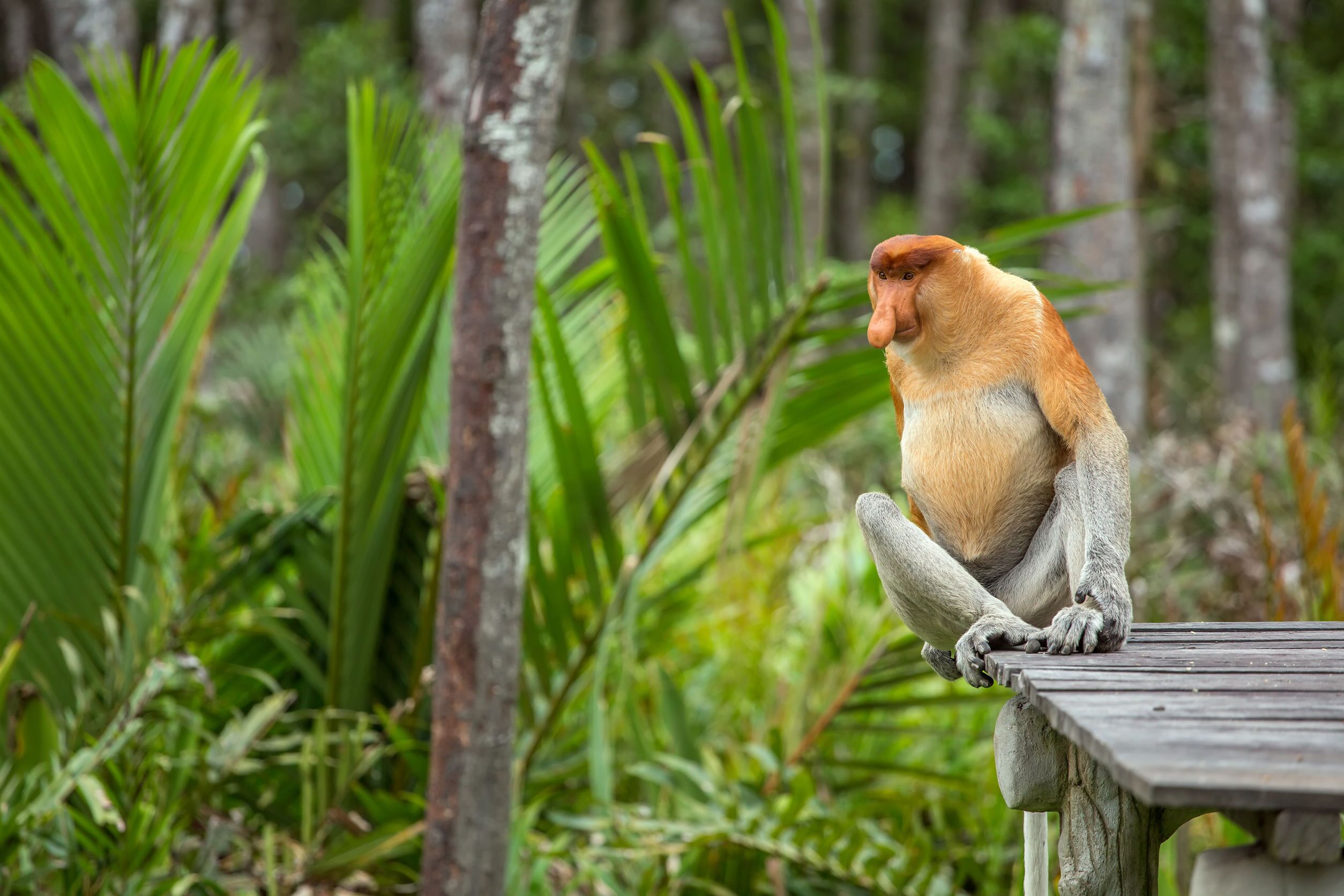 A monkey sitting on a wooden bench surrounded by lush green foliage.