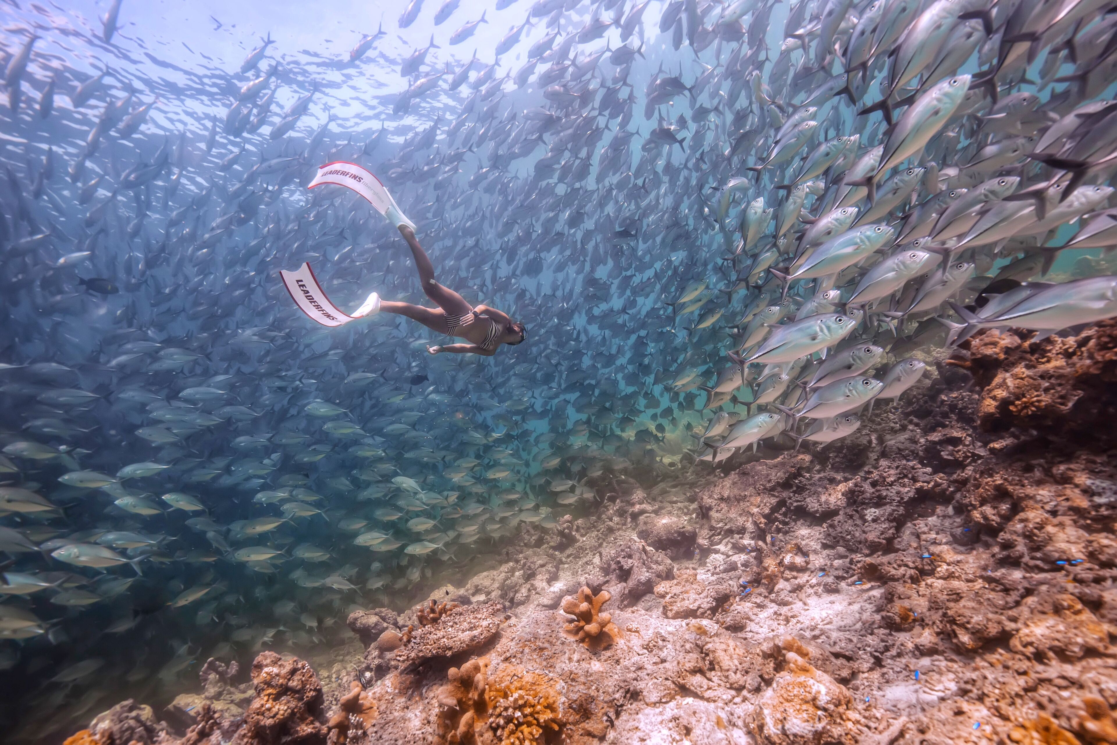 A diver surrounded by a large school of fish, with coral formations in the foreground.