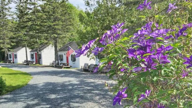 A gravel driveway leading to a row of white cabins with red accents, surrounded by greenery and purple flowers.