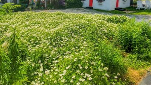 Ein kleines weißes Haus mit roter Tür, umgeben von üppigem Grün und einem Feld weißer Blumen.