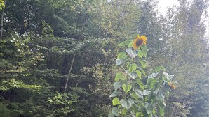 Un jardín con diversas flores y una estructura de madera.