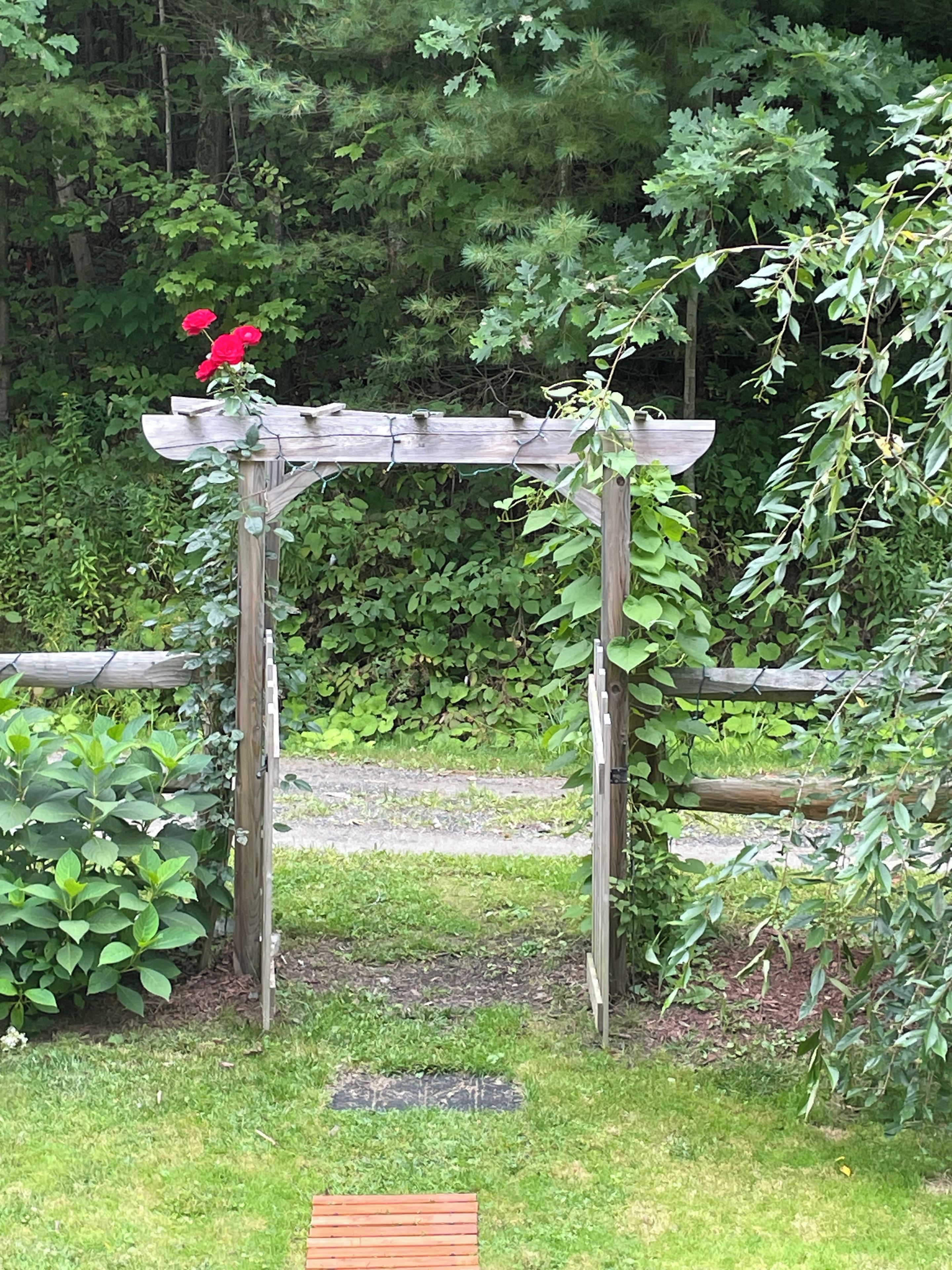 Una pérgola de madera con plantas trepadoras y una flor roja, rodeada de follaje.