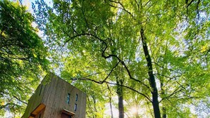 A wooden treehouse with a slide, surrounded by a forest.