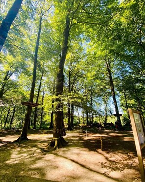 Une zone boisée avec de grands arbres et un sentier de terre.