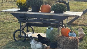 A farm scene with a cart filled with pumpkins and flowers, a chicken, and a cat.