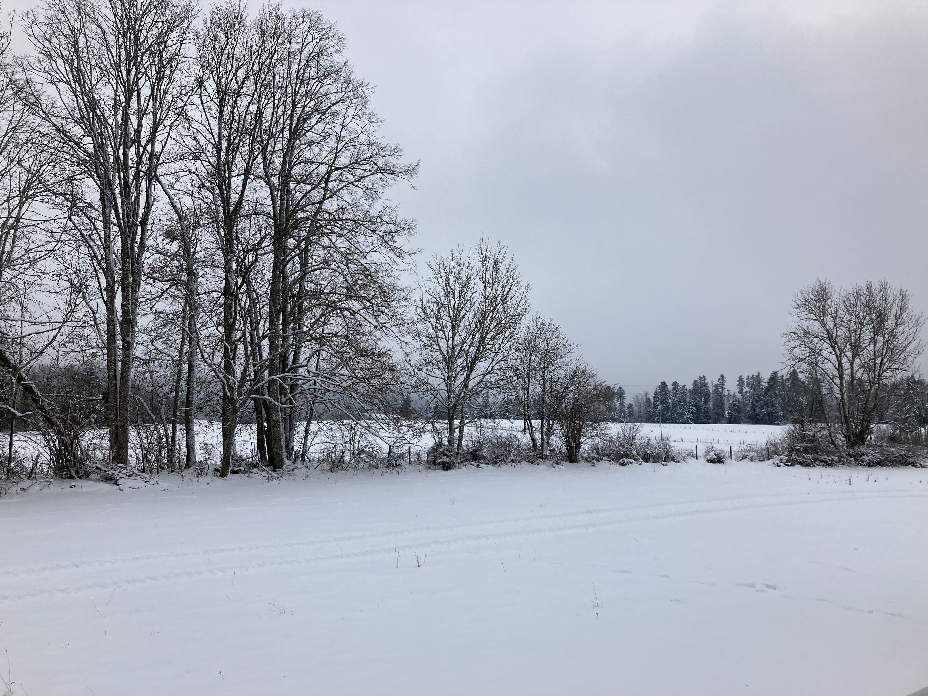 A snowy landscape with bare trees and a flat field.