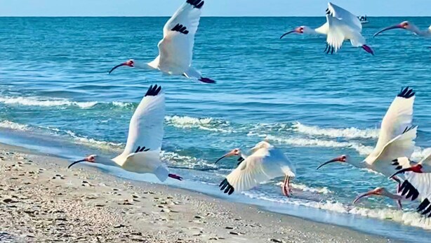 A beach scene with birds flying over the water. - Sunsets at Gulf of Mexico (Venice)