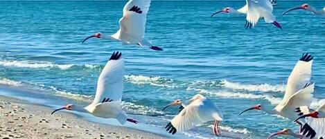 Beach nearby, sun-loungers