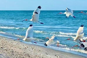 A beach scene with birds flying over the water. - Sunsets at Gulf of Mexico (Venice)
