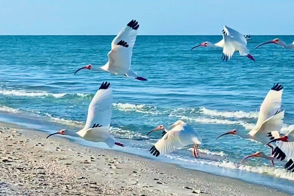 Beach nearby, sun-loungers