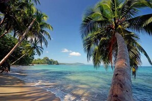Una playa con palmeras y agua turquesa cristalina.