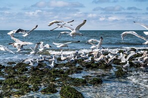Unclassified image, 4 of 10, button - Apartment East - Relaxed island life: Cozy vacation apartment in Tinnum on (Sylt)
