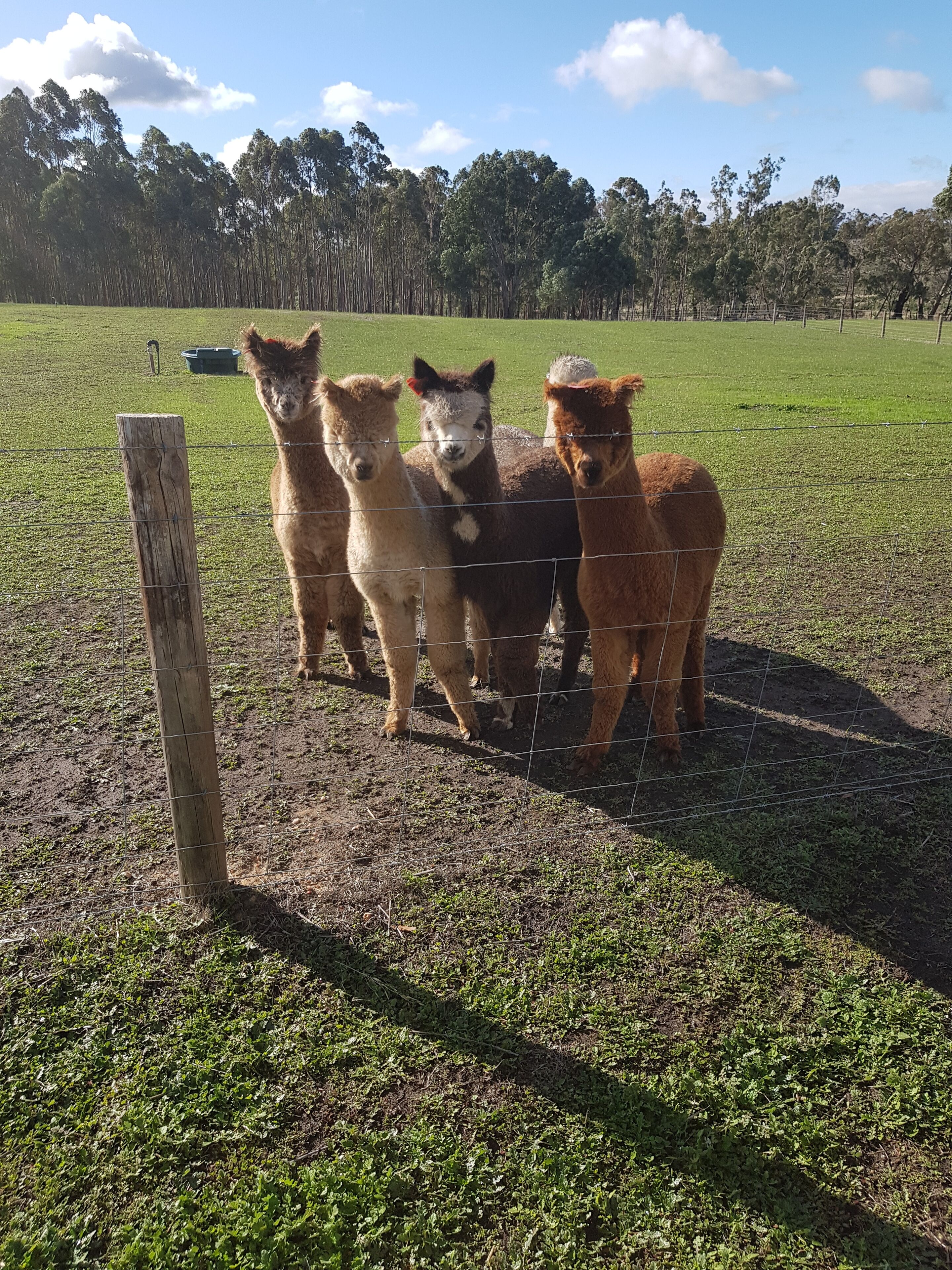 Farm stay with alpacas at your doorstep