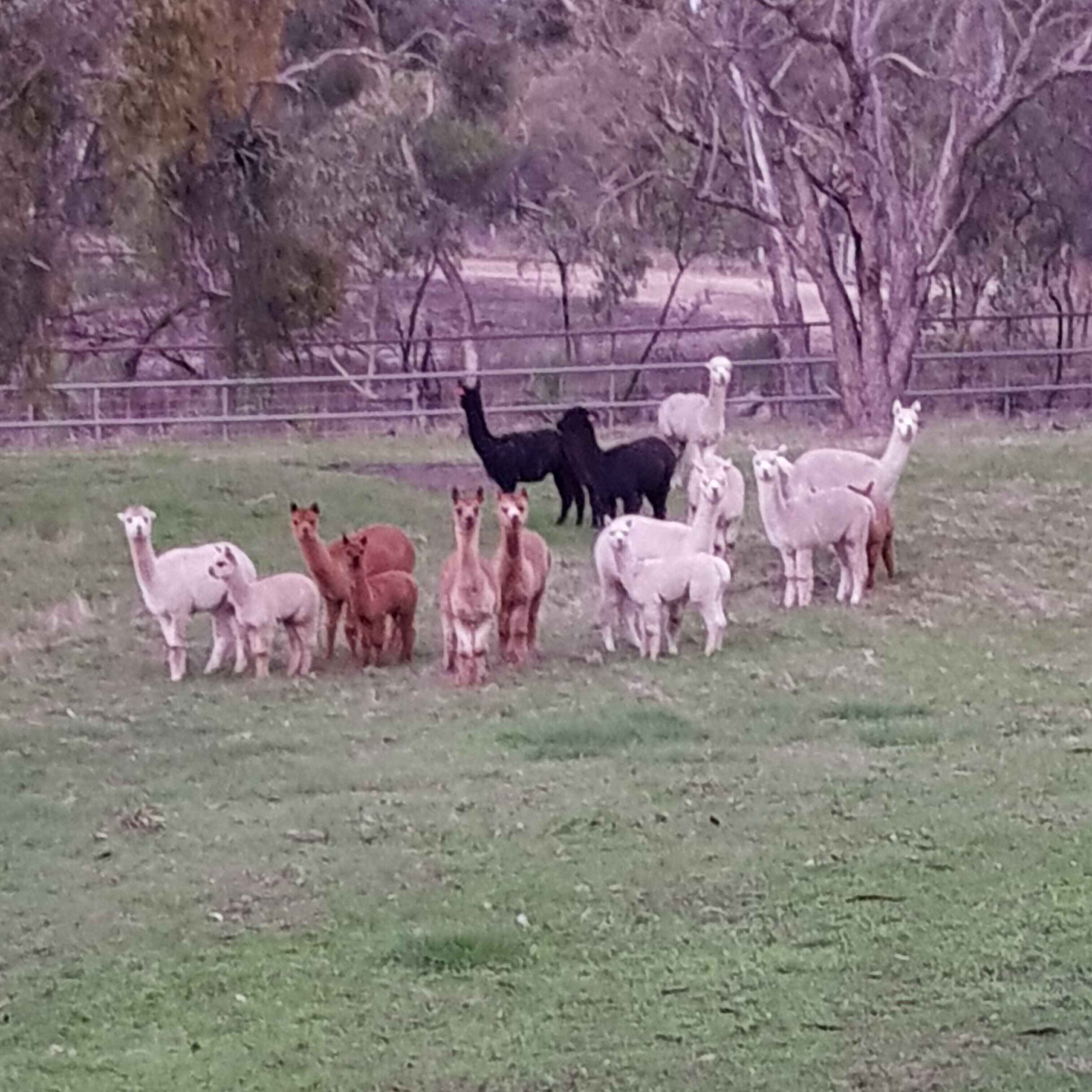 Farm stay with alpacas at your doorstep — image 13