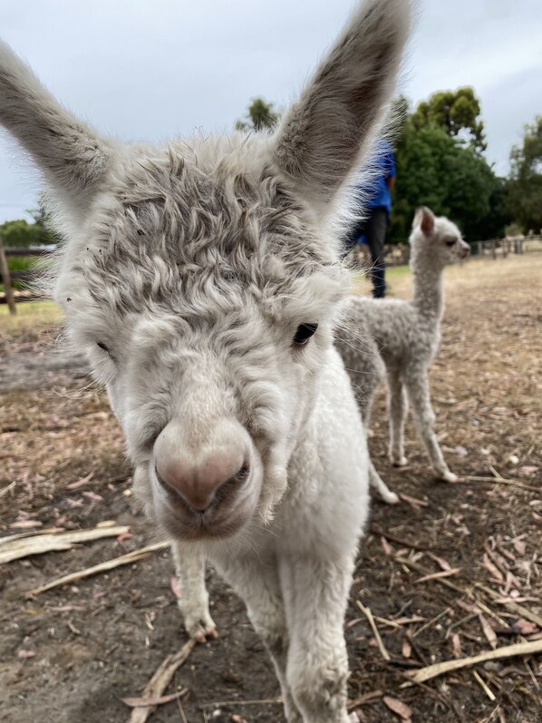 A close-up of a llama with a blurred background. - Farm stay with alpacas at your doorstep (Cromer)