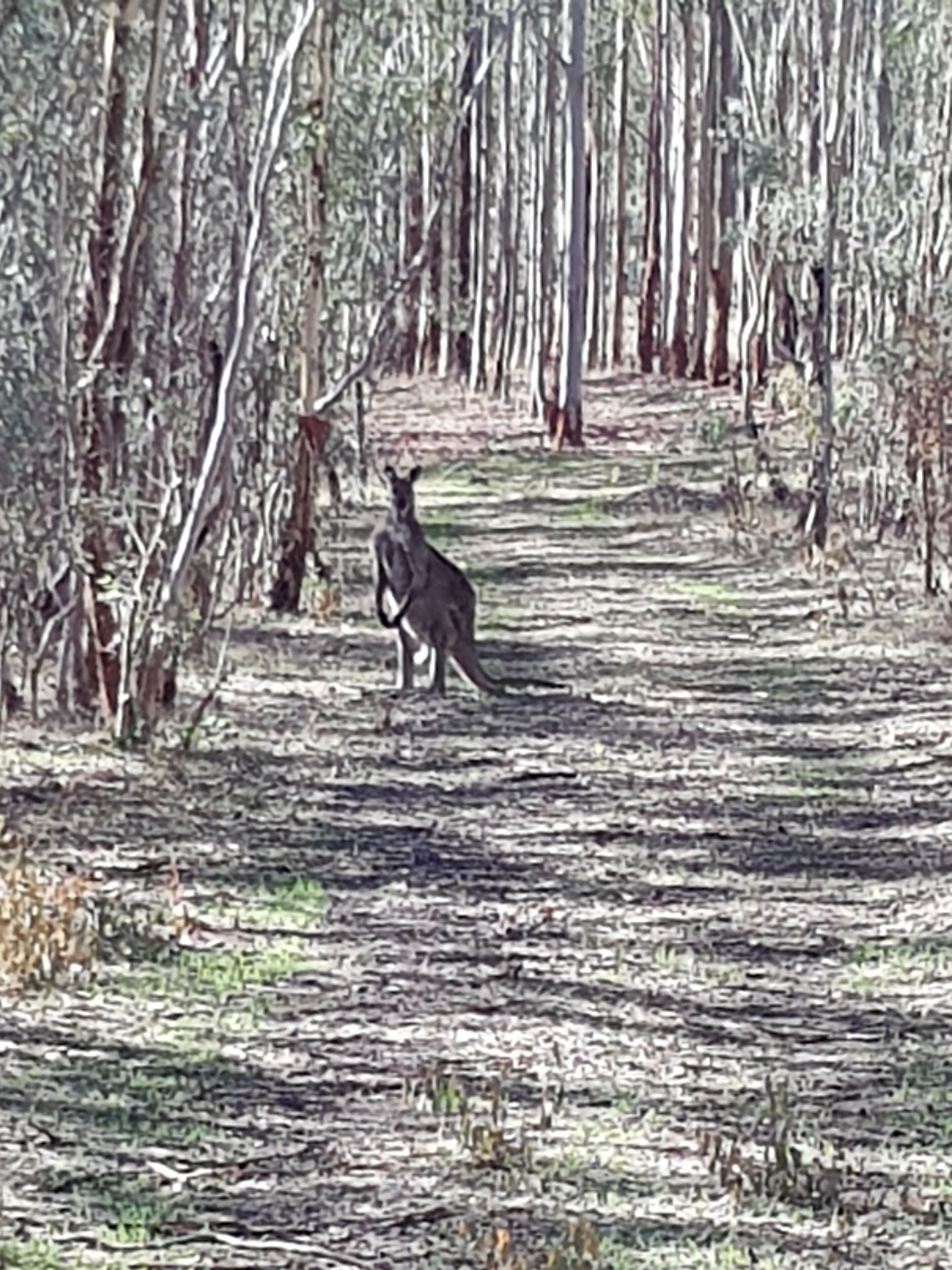 Farm stay with alpacas at your doorstep — image 14