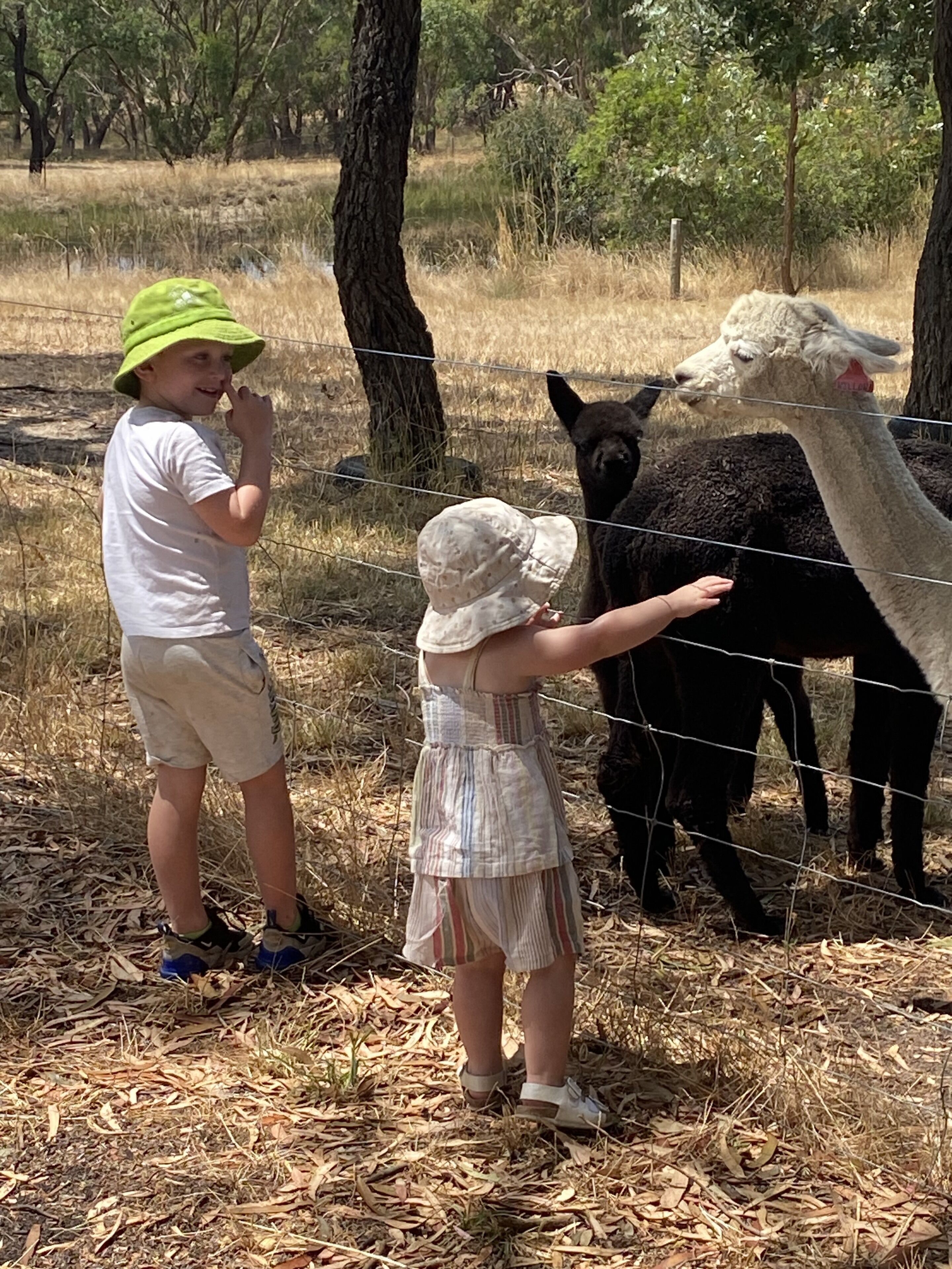 Un espace clos où se trouvent deux lamas et deux enfants qui interagissent avec eux.