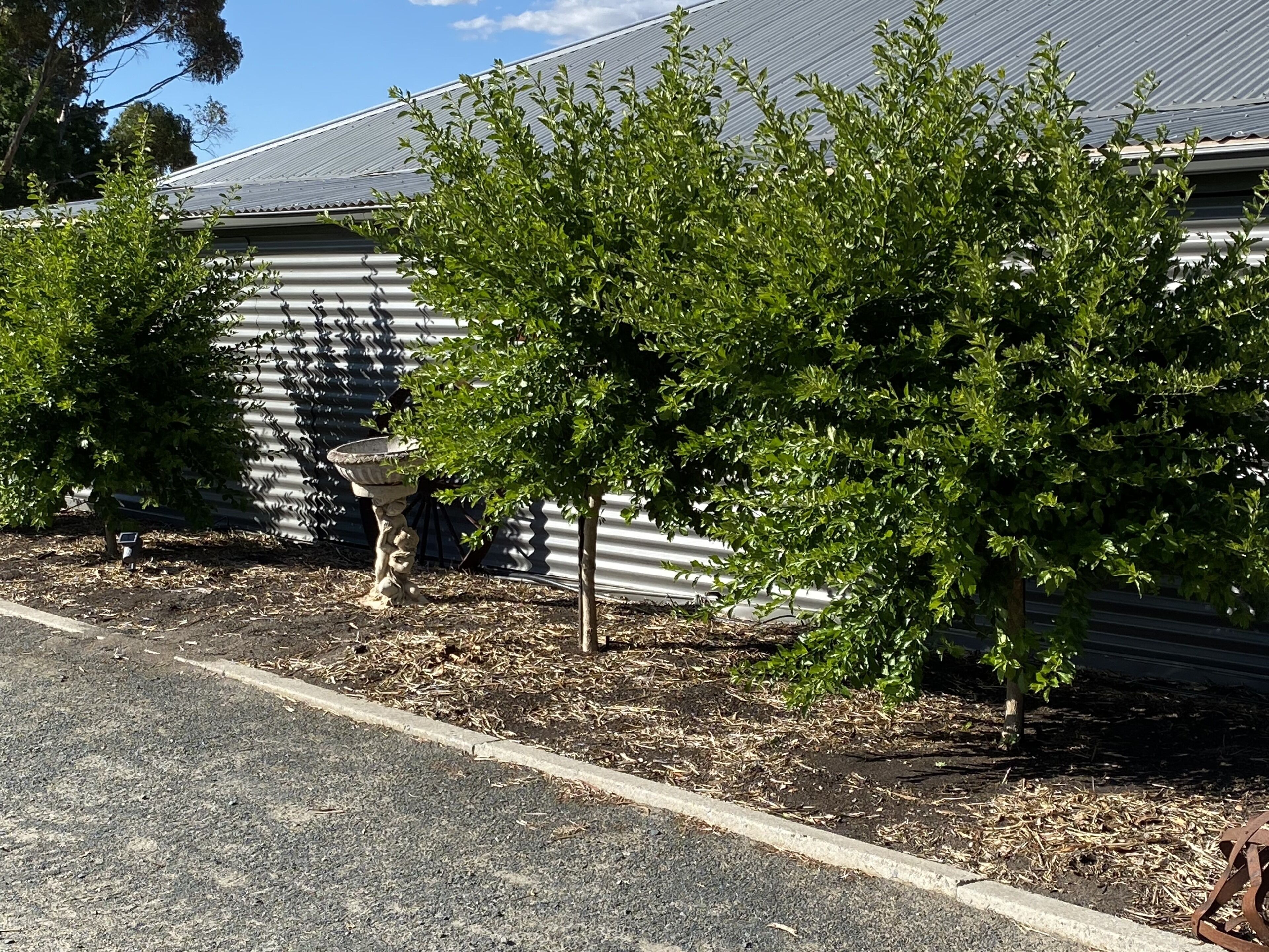 A garden area with a small tree, a birdbath, and a metal fence.