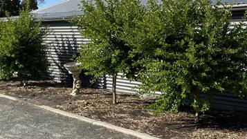 A garden area with a small tree, a birdbath, and a metal fence.