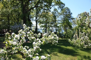 Un jardin où les arbres sont en fleurs et où le ciel est dégagé.