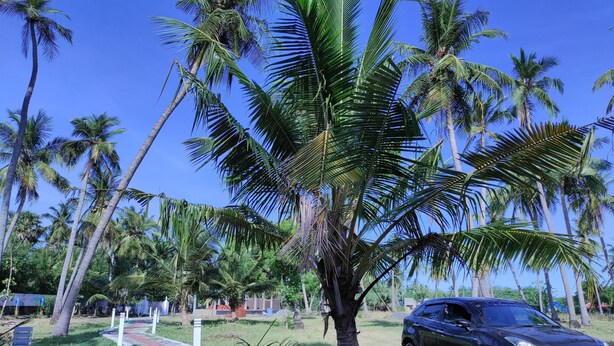 A paved walkway with palm trees and a parked car. - wellmark resort room 1, Hall 1,  bathroom 1 (jambavanodai)