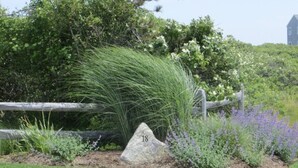 Ein angelegter Garten mit einem markanten Felsen, der die Zahl '18' trägt, umgeben von verschiedenen Pflanzen und einem Holzzaun.