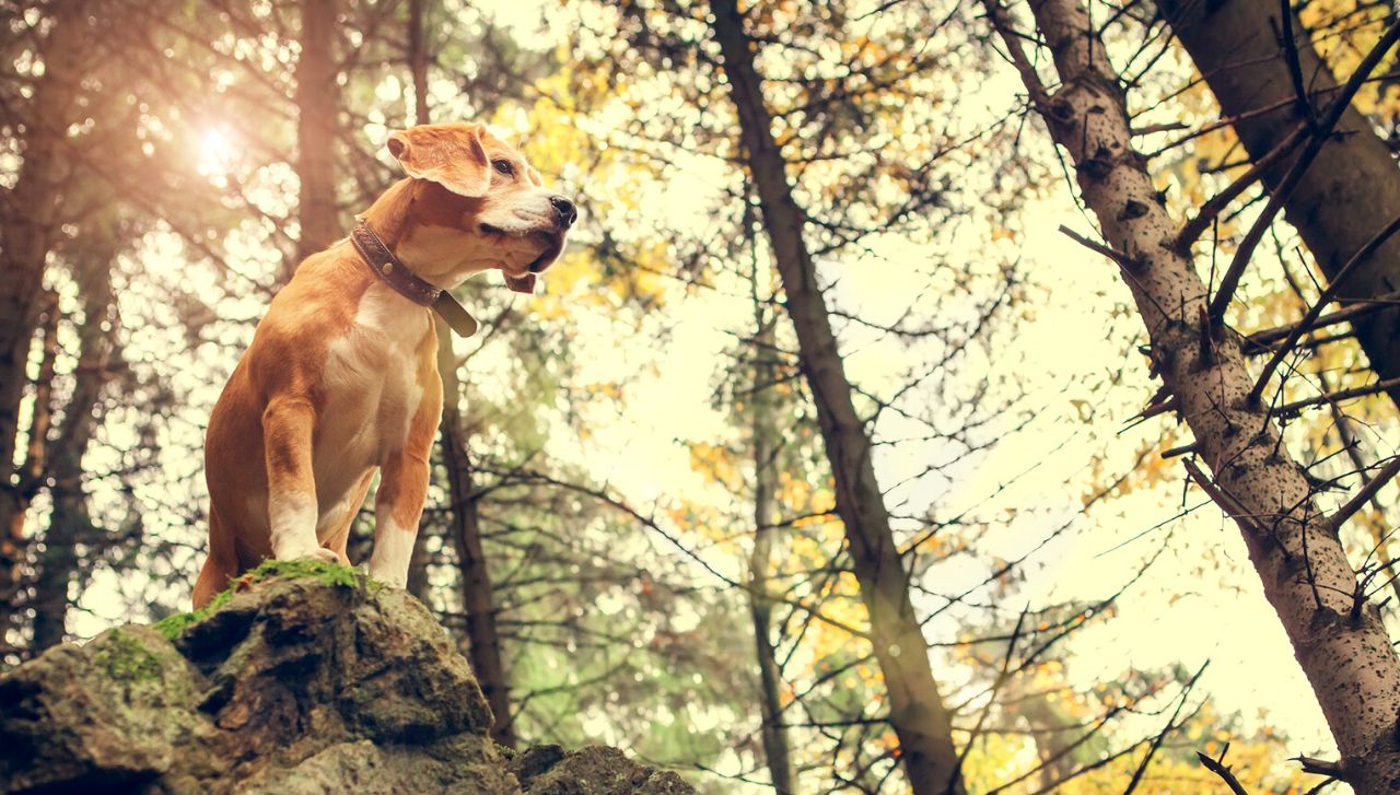 Ein Hund sitzt auf einem Felsen im Wald.