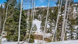 Un bosc nevós amb arbres alts i una muntanya al fons.