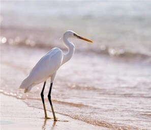 Sur la plage