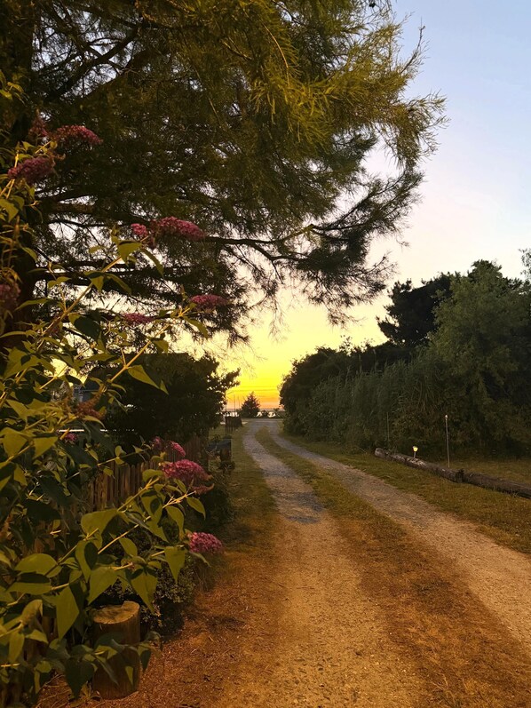 Ein Kiesweg schlängelt sich durch einen Garten mit Bäumen und Sträuchern, unter blauem Himmel.