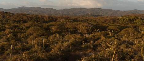 Una piscina al aire libre, sombrillas, sillones reclinables de piscina