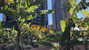 Ein Garten mit Bananenstauden vor hohen Gebäuden.