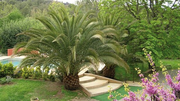 A garden with palm trees, a pool, and a small bridge. - Le Marronnier à la Bouverie (ROQUEBRUNE SUR ARGENS)