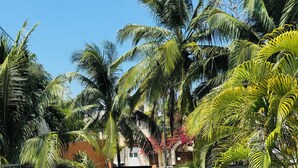 Un jardín tropical con palmeras, piscina y un área cercada con mobiliario de exterior.