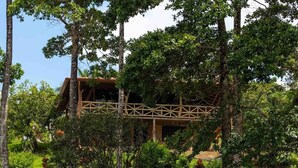 Une cabane perchée dans un arbre, dotée d’une terrasse en bois et d’une balustrade en bambou, entourée d’une végétation luxuriante.
