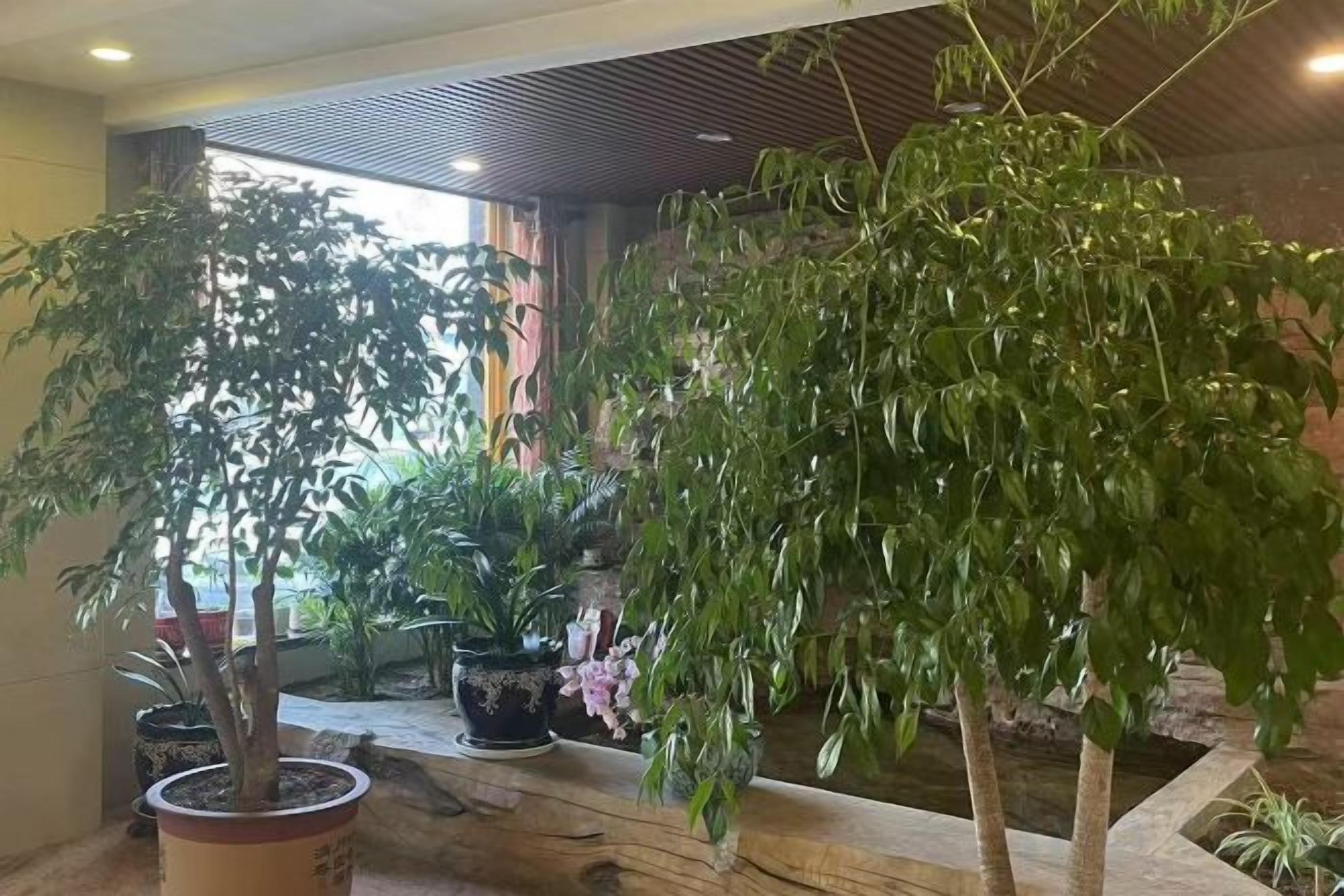 Une pièce avec des plantes en pot, un plancher en bois et une fenêtre.