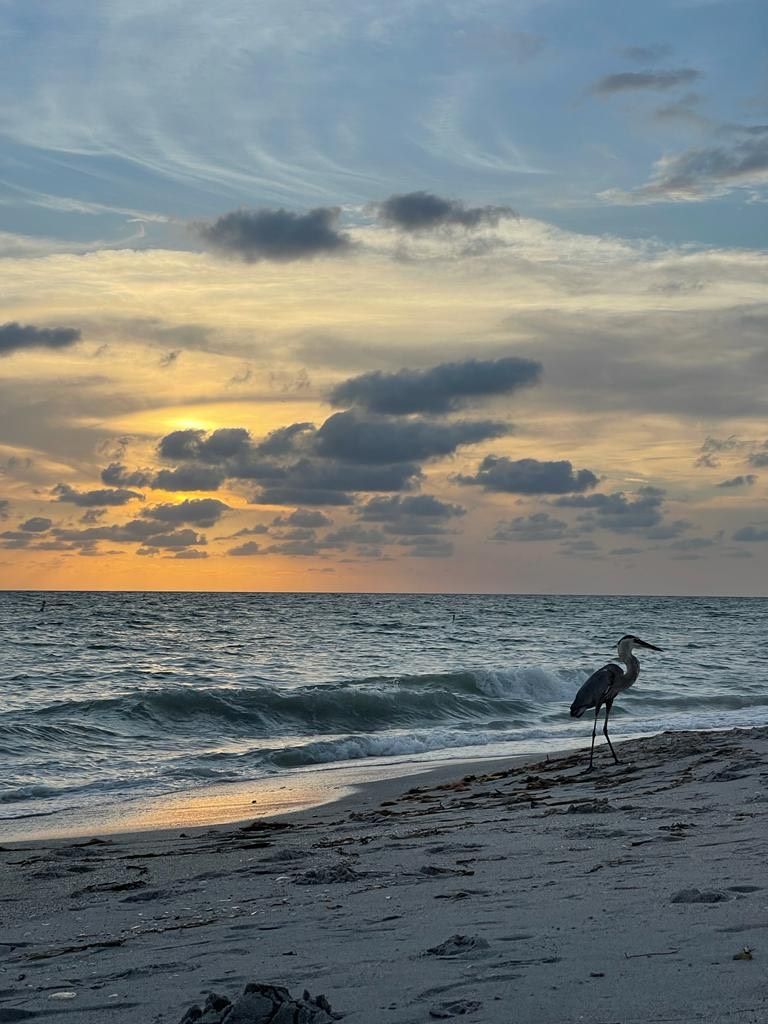 Una spiaggia con un uccello che sta sul bagnasciuga sotto un cielo nuvoloso.