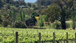 A vineyard with rows of grapevines and a large tree in the background. - Vineyard Accomodation - Self Catering (Henty)