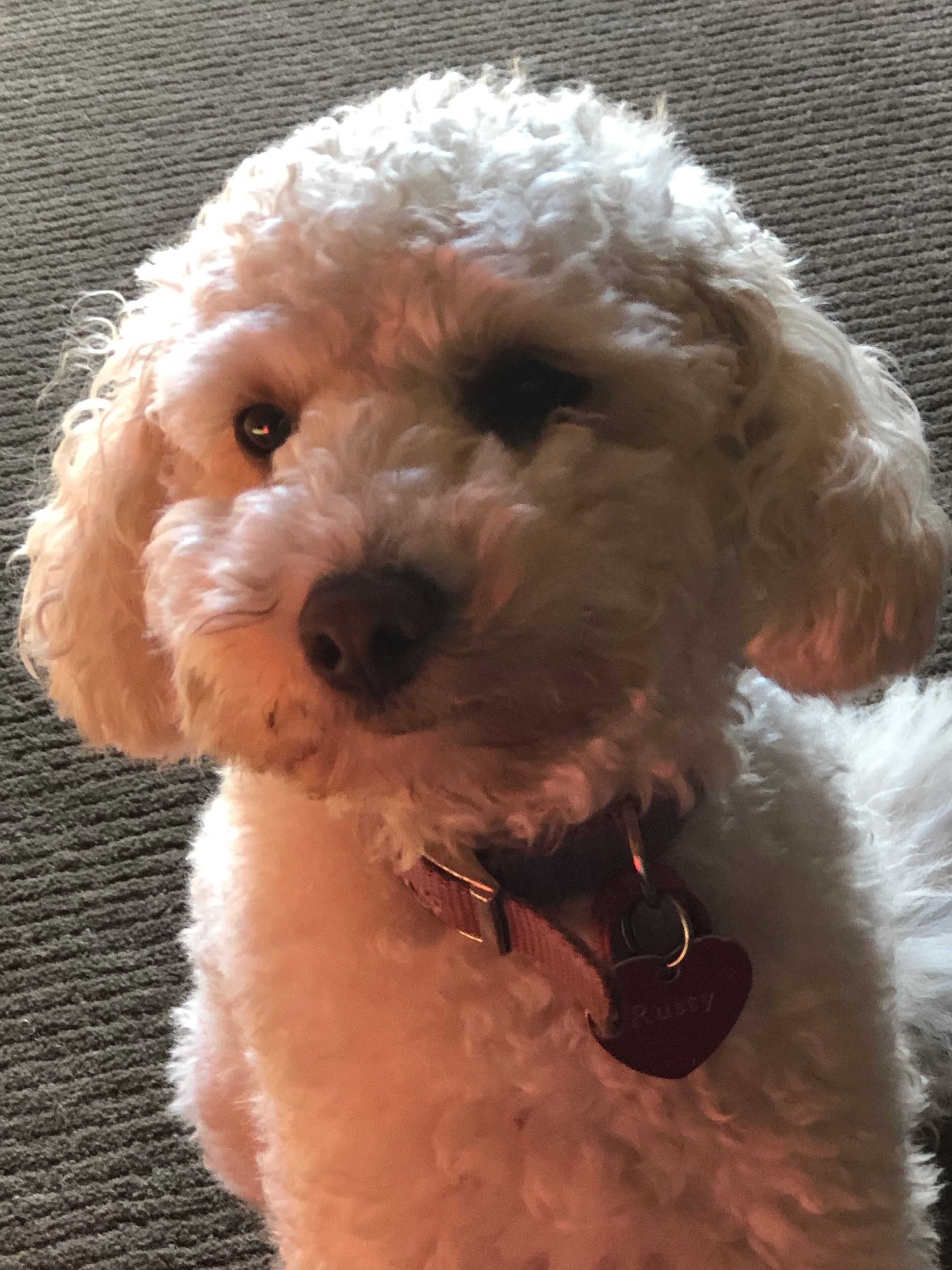 A white poodle with a heart-shaped tag on its collar.