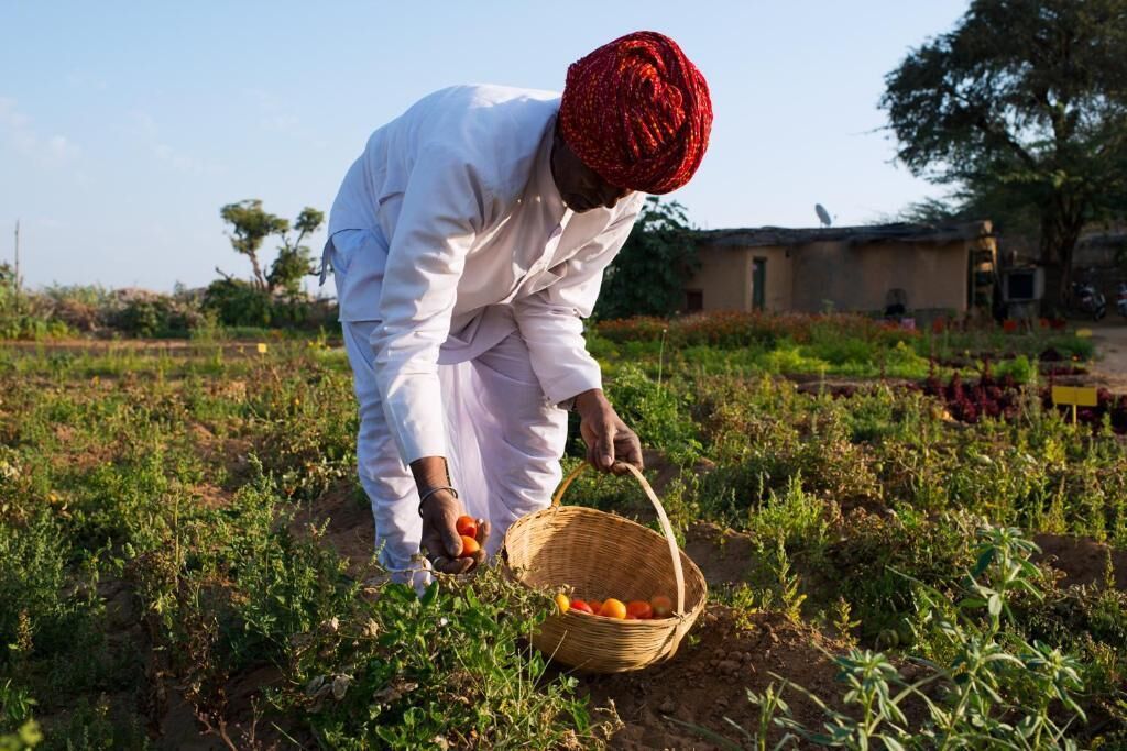 Une personne récolte des tomates dans un champ, un panier à la main.