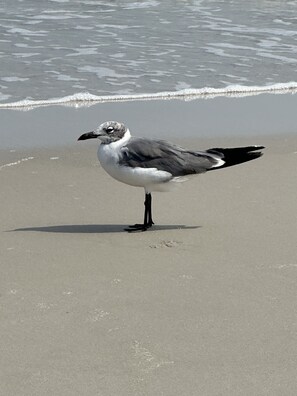 A seagull standing on a sandy beach with the ocean in the background.